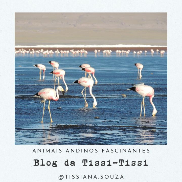 animais_andinos(12)