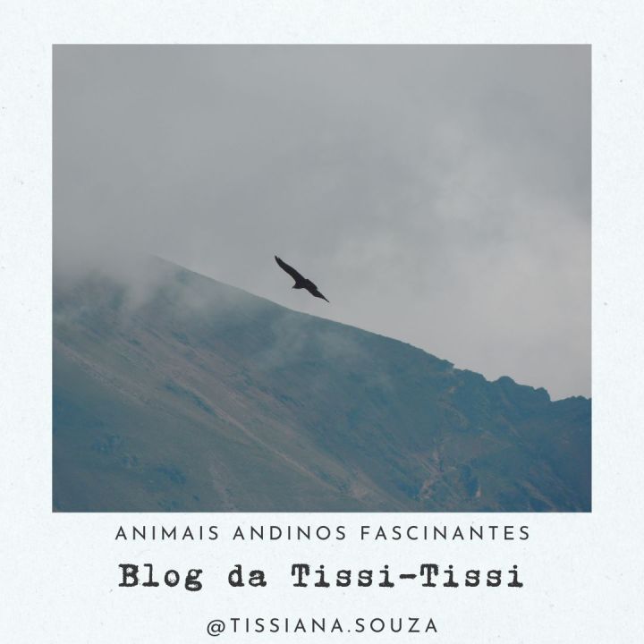 animais_andinos(2)