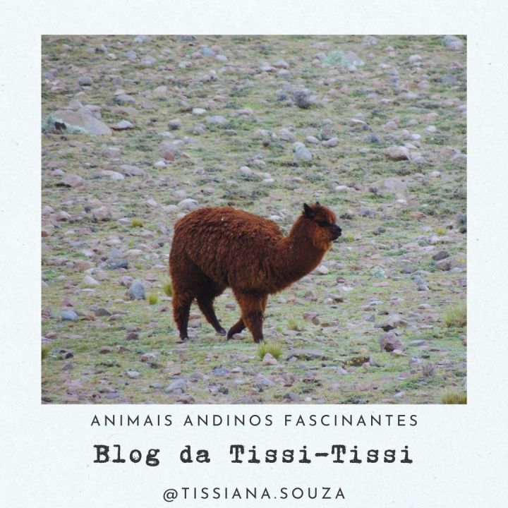 animais_andinos(4)