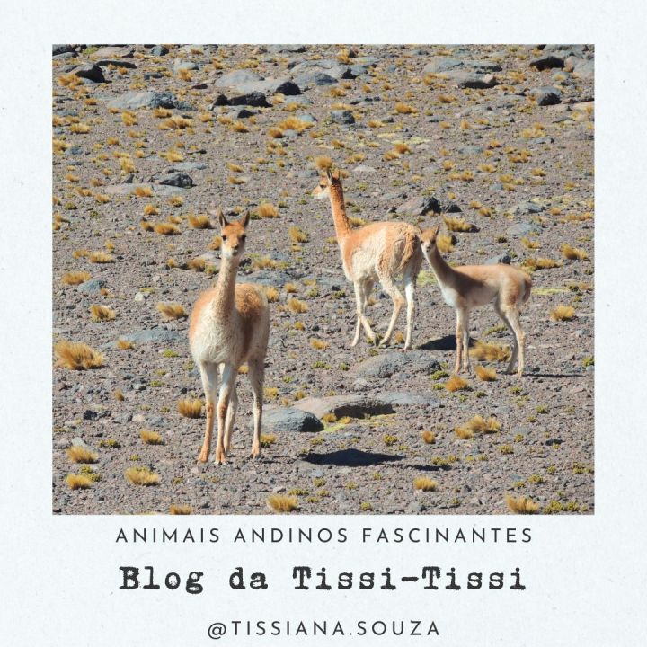 animais_andinos(6)