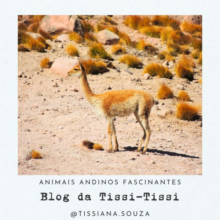 animais_andinos(7)