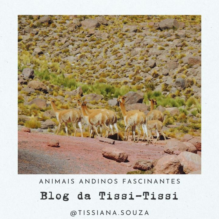 animais_andinos(8)