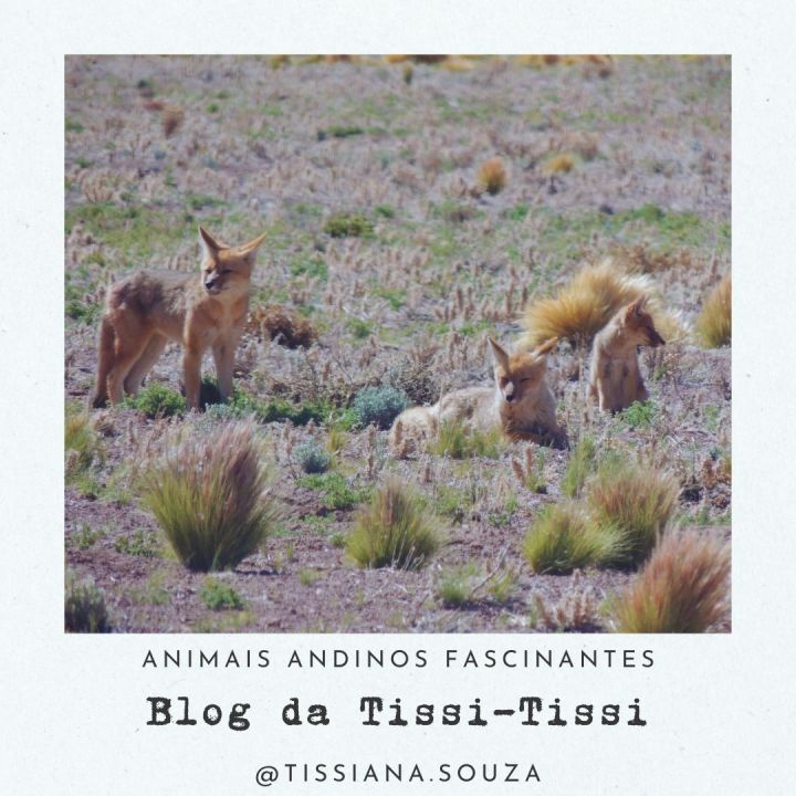 animais_andinos(9)