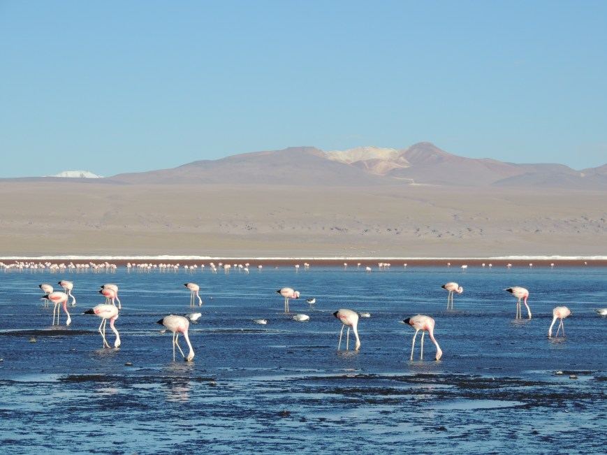 Animais fascinantes da Cordilheira dos Andes