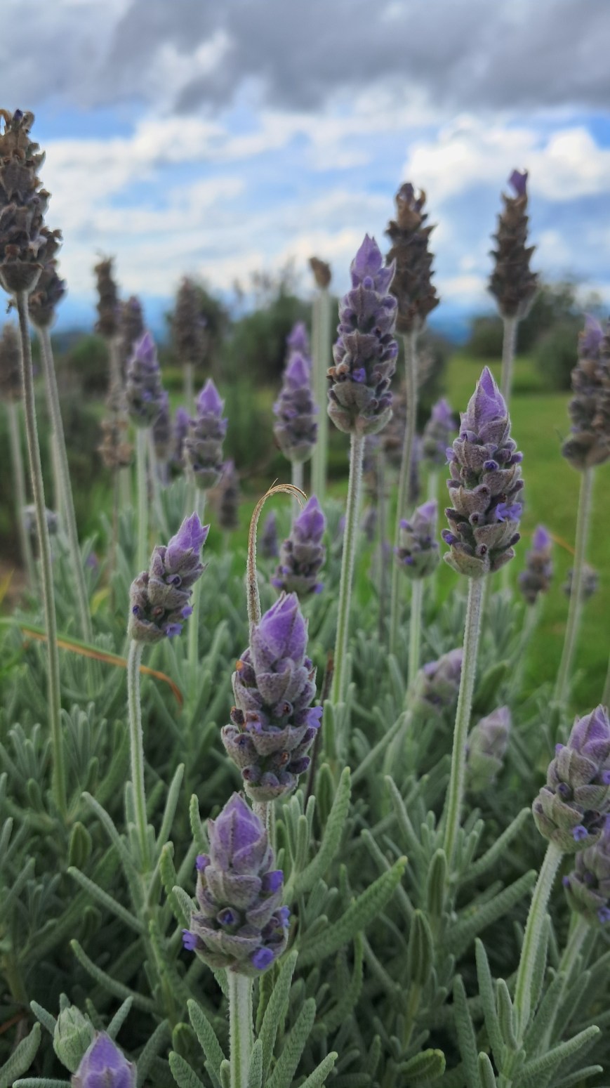 O Lavandário: um passeio imperdível pelos campos de lavanda em Cunha-SP