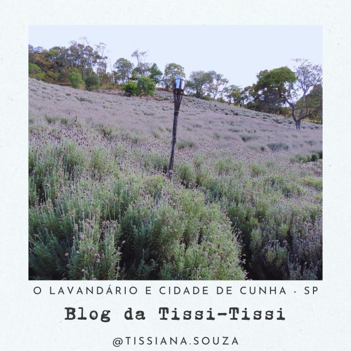 lavandario cunha (13)