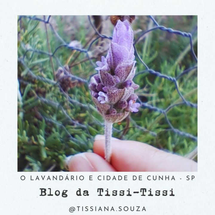 lavandario cunha (2)