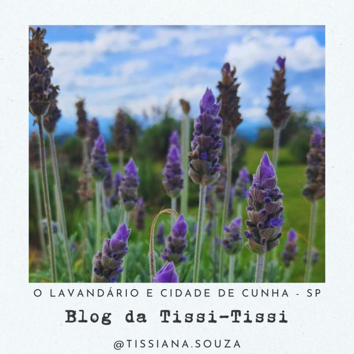 lavandario cunha (5)